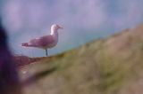 Mewa srebrzysta, Larus argentatus