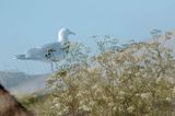 Mewa srebrzysta, Larus argentatus