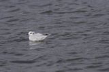 mewa mała Larus minutus