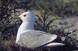 mewa pospolita Larus canus