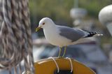 Mewa siwa, mewa pospolita, Larus canus