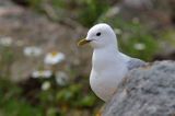 Mewa siwa, mewa pospolita, Larus canus