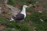 mewa żółtonoga brytyjska Larus fuscus graellsii, Herm Island, Channel Islands