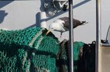 Mewa siodłata Larus marinus, Klintholm, wyspa Mon, Dania