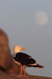 Mewa siodłata, Larus marinus, i księżyc