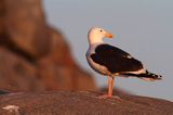 Mewa siodłata, Larus marinus