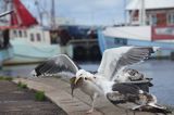 Mewa siodłata, Larus marinus, port rybacki Gilleleje, Północna Zelandia, Dania