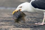 Mewa siodłata, Larus marinus z flądrą