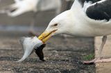 Mewa siodłata, Larus marinus z flądrą