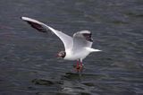 mewa śmieszka, Chroicocephalus ridibundus, syn. Larus ridibundus, Black-headed gull