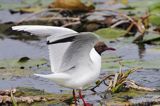 mewa śmieszka, Chroicocephalus ridibundus, syn. Larus ridibundus, Black-headed gull