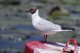 mewa śmieszka, Chroicocephalus ridibundus, syn. Larus ridibundus, Black-headed gull