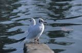 mewa śmieszka Larus ridibundus szata spoczynkowa