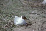 mewa śmieszka Larus ridibundus na gnieździe