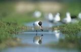 Mewa śmieszka śmieszka) Larus ridibundus)