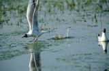 Mewa śmieszka śmieszka) Larus ridibundus)