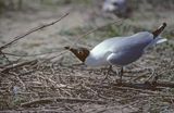 mewa śmieszka Larus ridibundus przy gnieździe