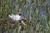 mewa śmieszka Larus ridibundus na gnieździe