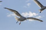 mewa srebrzysta Larus argentatus