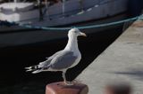 mewa srebrzysta Larus argentatus