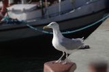 mewa srebrzysta Larus argentatus