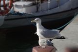 mewa srebrzysta Larus argentatus