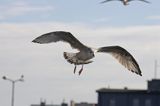 młodociana mewa srebrzysta Larus argentatus