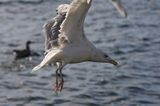 mewa srebrzysta Larus argentatus