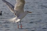 mewa srebrzysta Larus argentatus