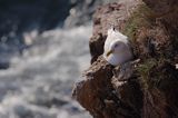 mewa na klifach koło Hammerhavn, wyspa Bornholm, Dania, mewa srebrzysta Larus argentatus