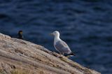 mewa na klifach koło Hammerhavn, wyspa Bornholm, Dania, mewa srebrzysta Larus argentatus