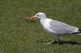 mewa srebrzysta z upolowanym krabem, Larus argentatus, wyspa Jersey, Channel Islands, Anglia, Wyspy Normandzkie, Kanał La Manche