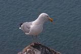 Mewa srebrzysta Larus argentatus