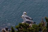 Mewa srebrzysta Larus argentatus