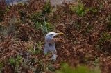 Mewa srebrzysta Larus argentatus na gnieździe