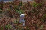 Mewa srebrzysta Larus argentatus na gnieździe