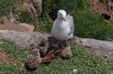 Mewa srebrzysta Larus argentatus z pisklętami