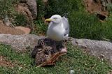 Mewa srebrzysta Larus argentatus z pisklętami