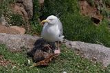 Mewa srebrzysta Larus argentatus z pisklętami