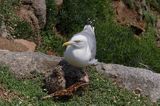 Mewa srebrzysta Larus argentatus z pisklętami