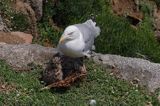 Mewa srebrzysta Larus argentatus z pisklętami