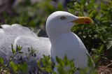 Mewa srebrzysta Larus argentatus na gnieździe