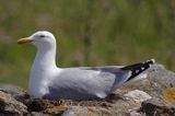 Mewa srebrzysta Larus argentatus na gnieździe