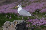 Mewa srebrzysta Larus argentatus