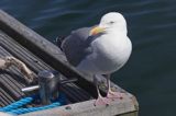 Mewa srebrzysta Larus argentatus