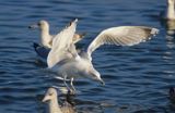 Mewa Srebrzysta, Larus argentatus