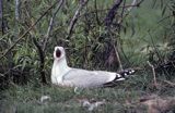 Mewa Srebrzysta, Larus argentatus, na gnieździe