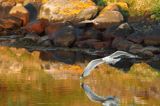 Mewa srebrzysta, Larus argentatus, Virkesholmarna, Zachodnia Szwecja, Kattegat