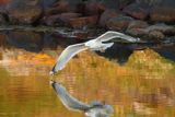 Mewa srebrzysta, Larus argentatus, Virkesholmarna, Zachodnia Szwecja, Kattegat