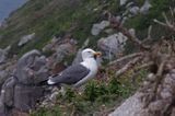 mewa żółtonoga brytyjska Larus fuscus graellsii, Herm Island, Channel Islands